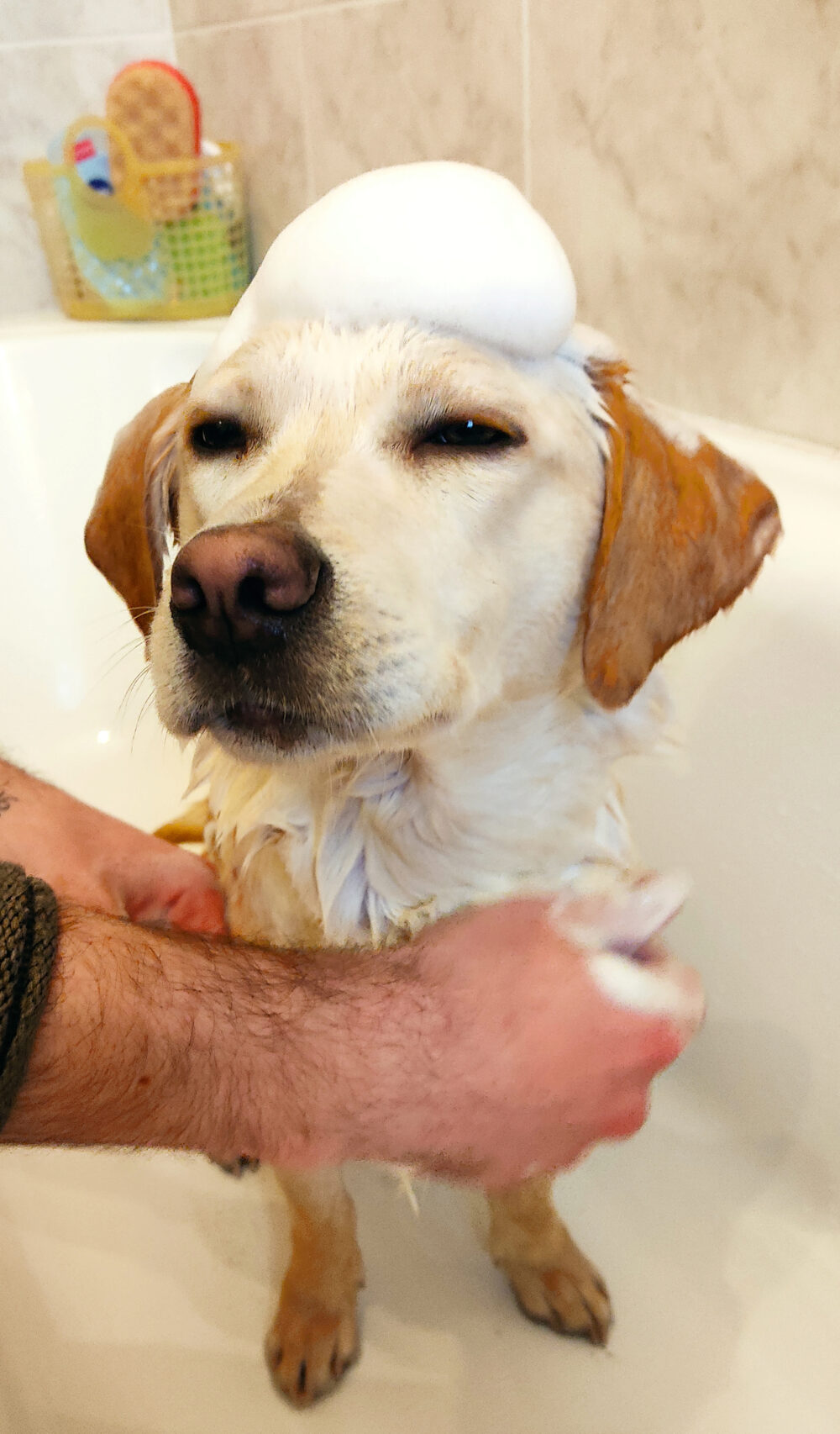il bagnetto del cucciolo