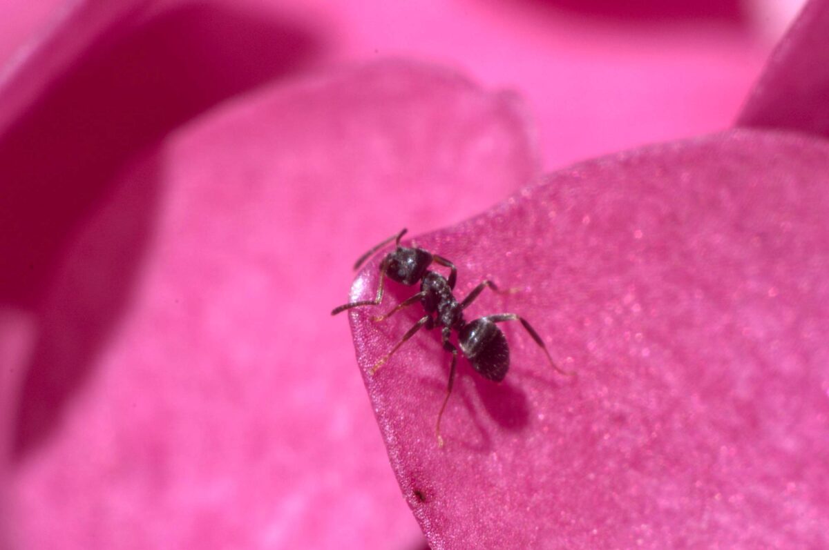 formica su un petalo di fiore