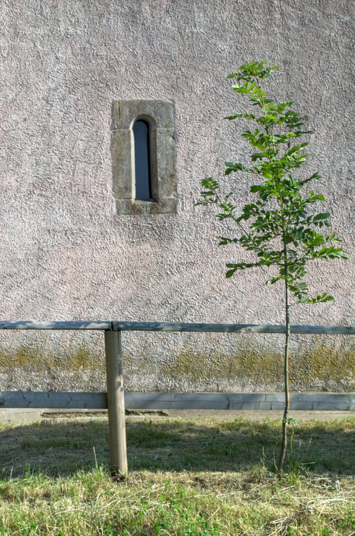 giovane albero vicino ad una chiesa