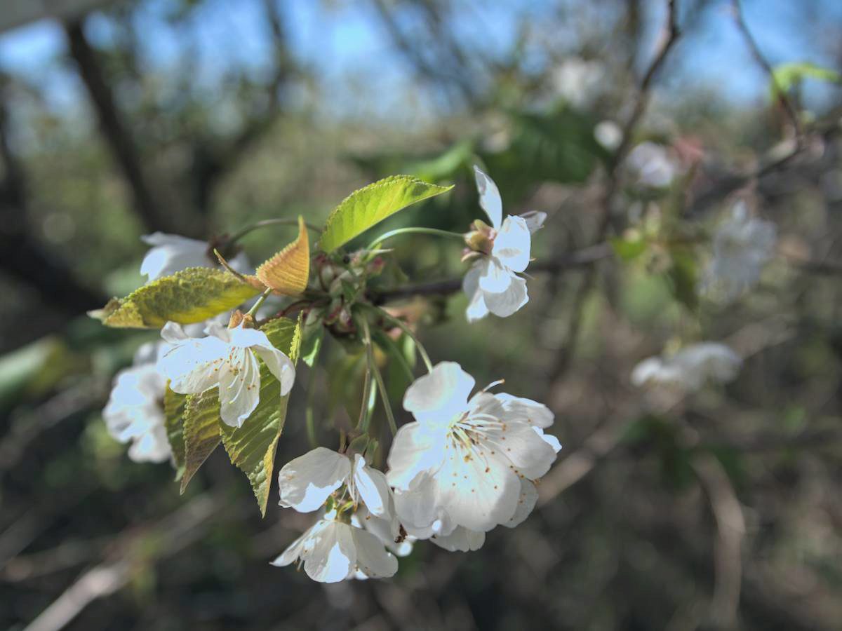 Un grappolo di fiori di ciliegio
