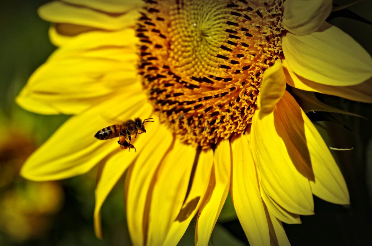 Un'ape carica di polline si prepara ad atterrare al centro di un girasole