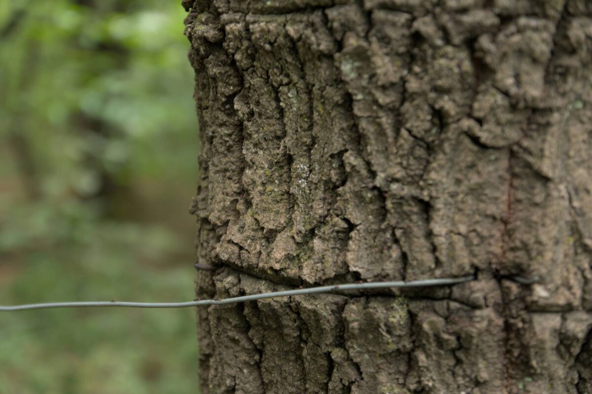 La corteccia tagliata da un filo di ferro lasciato dall'uomo. La natura si riappropria sempre di ciò che è suo: in questo caso il filo è diventato un comodo ponte sospeso per formiche.