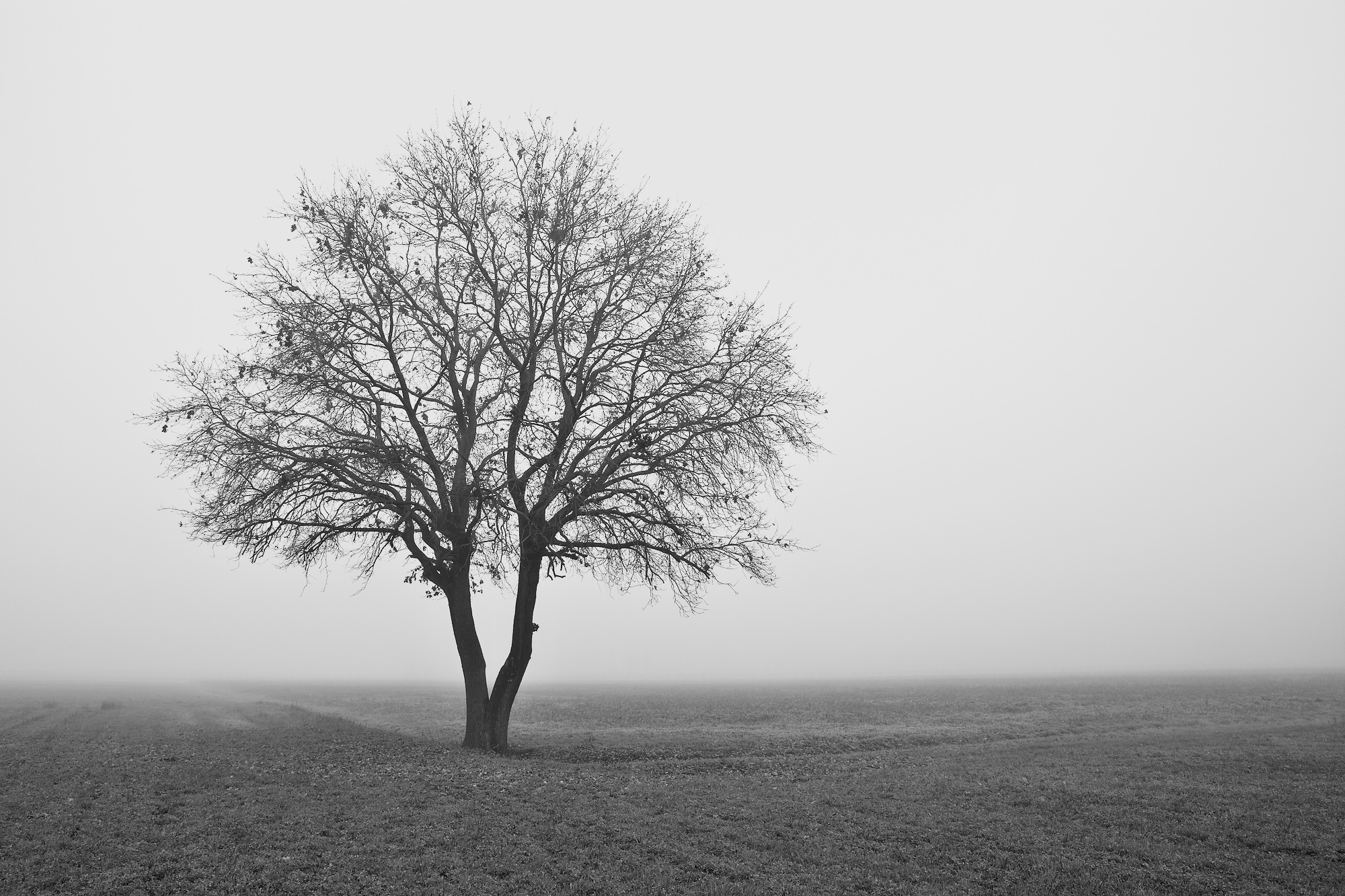 una quercia immersa nella nebbia della pianura padana