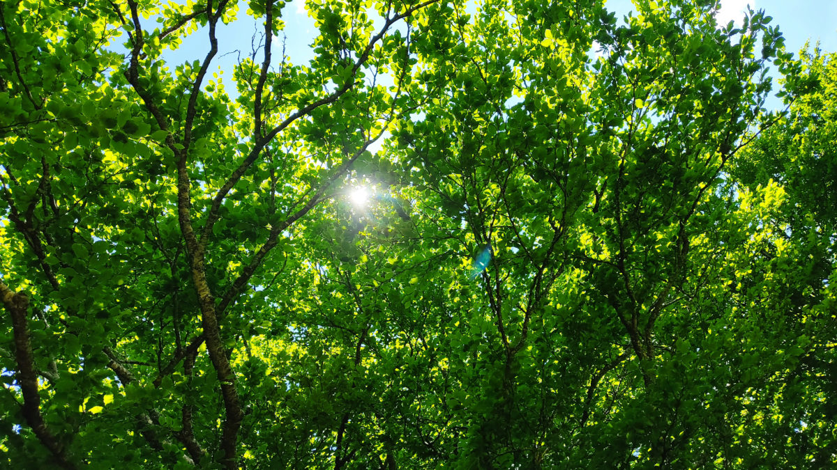I raggi di sole filtrano tra le foglie del bosco