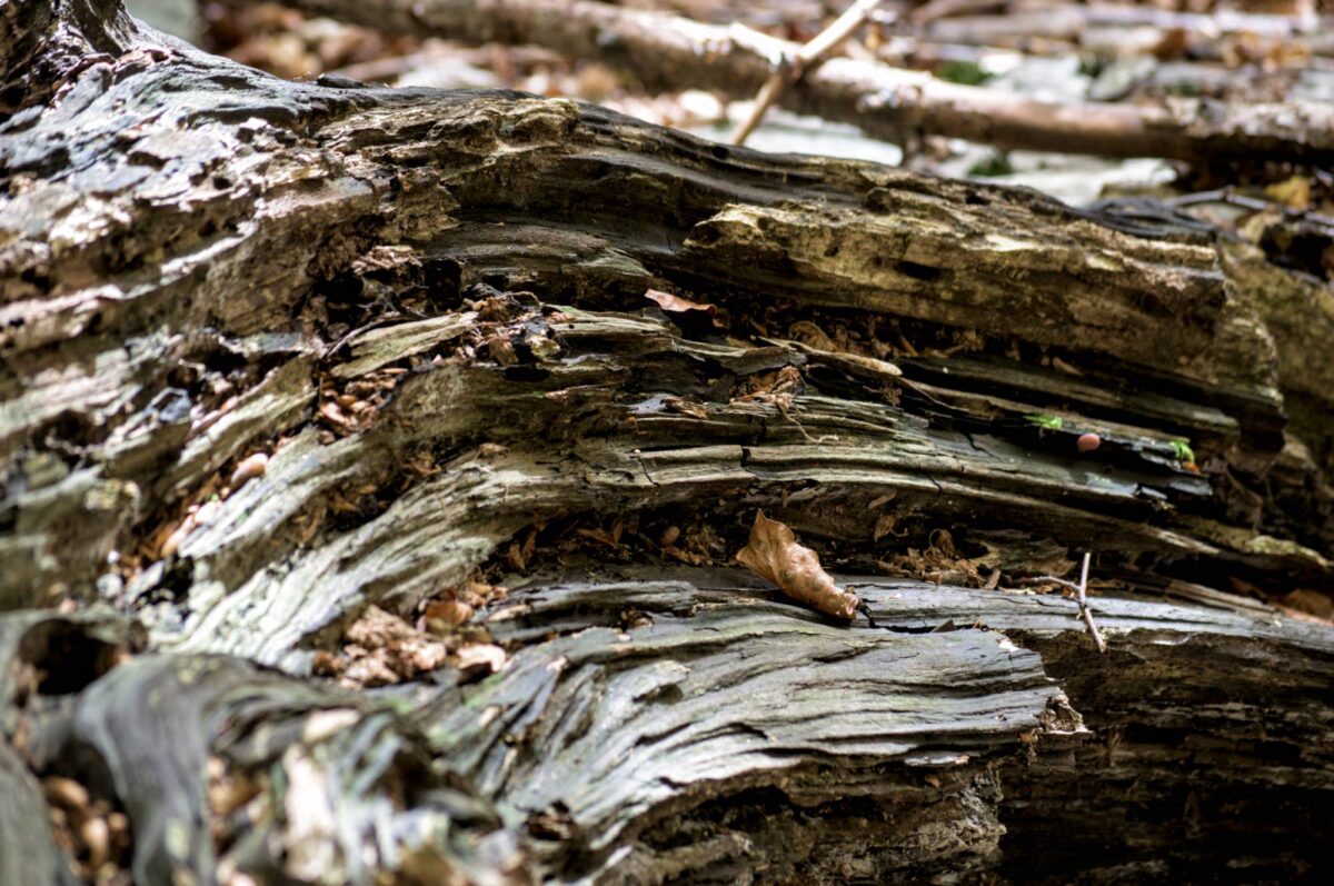 Un tronco morto scavato dalla forza degli elementi e dalle mandioile degli insetti.