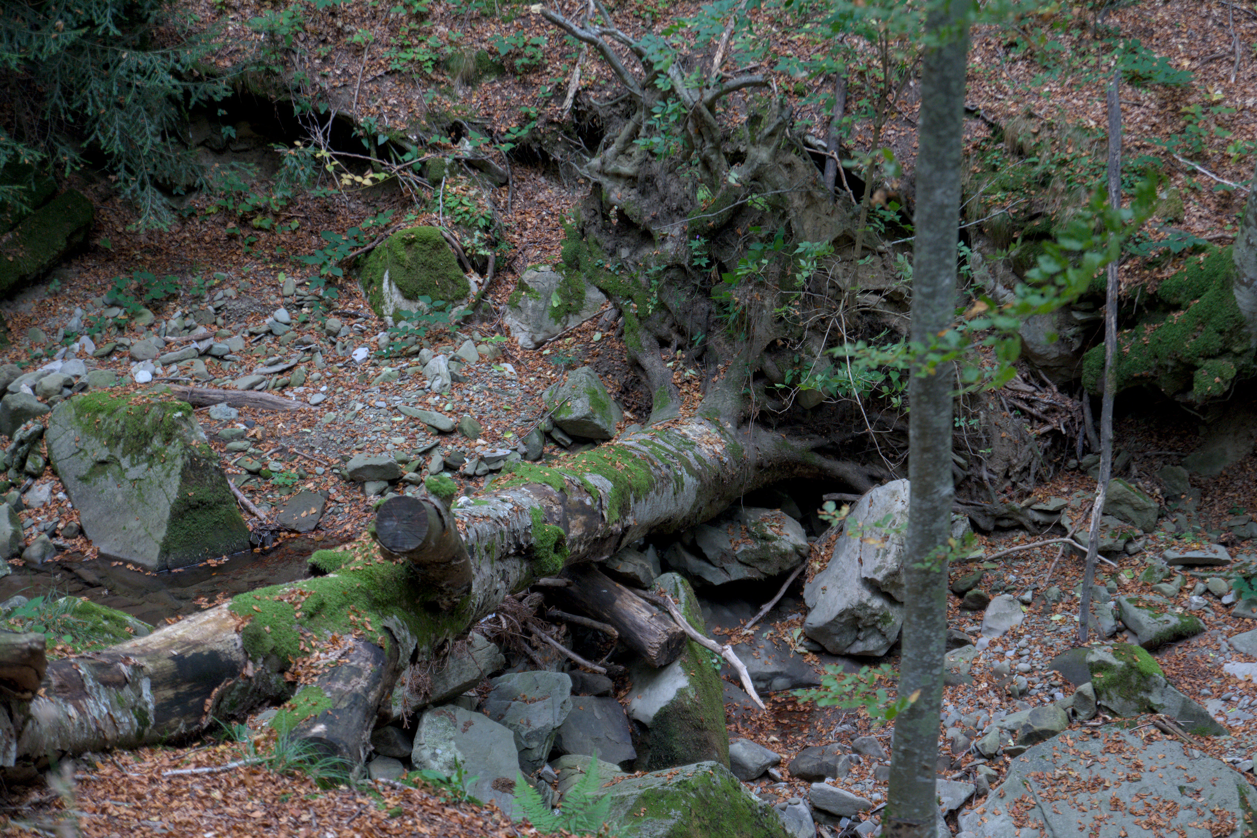 Un albero centenario sradicato e abbattuto